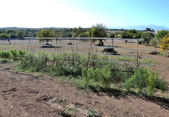 Finca in Santa Margalida - 054 Finca Es Bosquerró ETV/5362 by Mallorca Charme Finca in Santa Margalida - 054 Finca Es Bosquerró ETV/5362 by Mallorca Charme