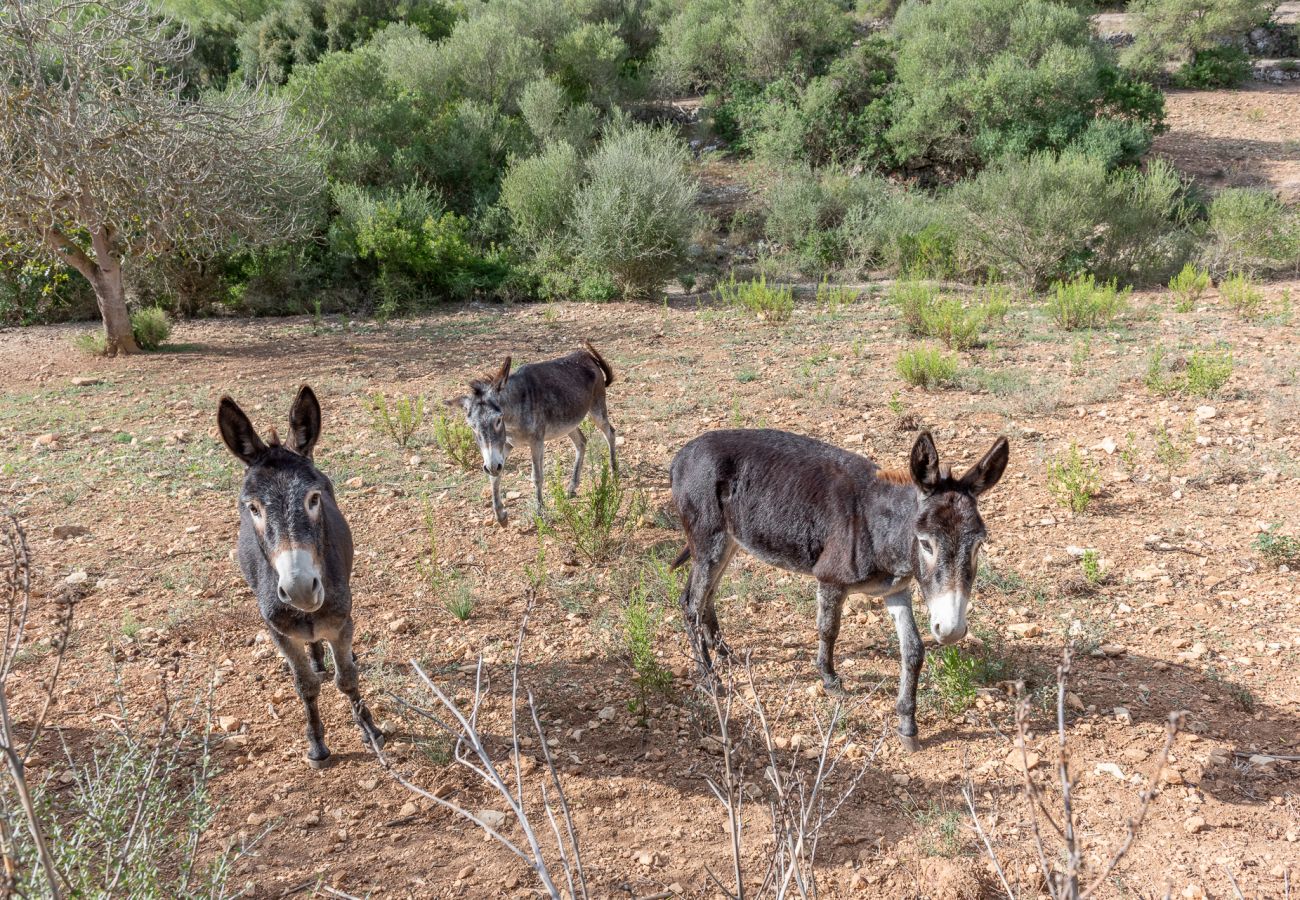 Ferienhaus in Son Macià - Finca Sa Font