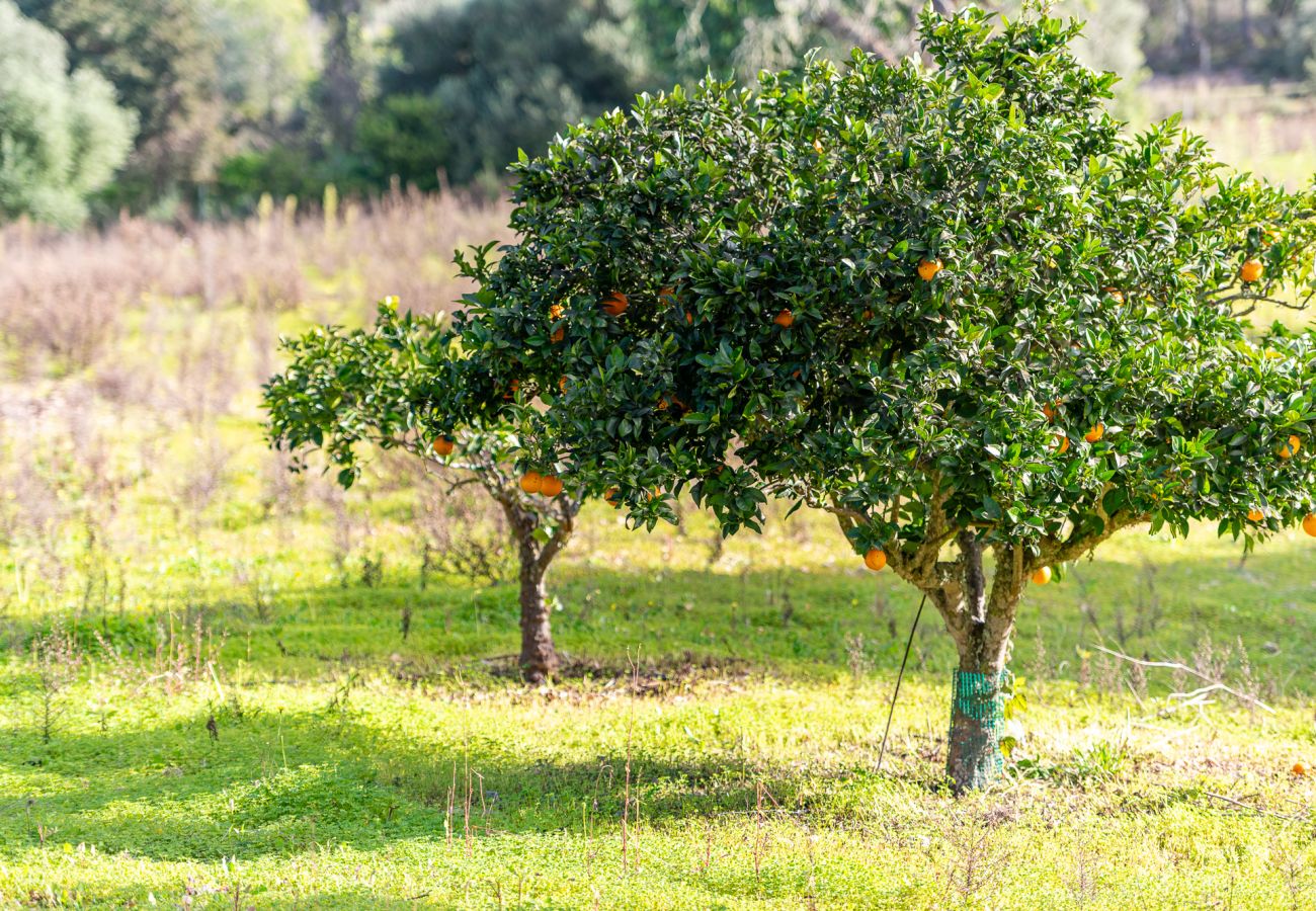 Ferienhaus in Felanitx - Finca Binifarda by Mallorca House Rent