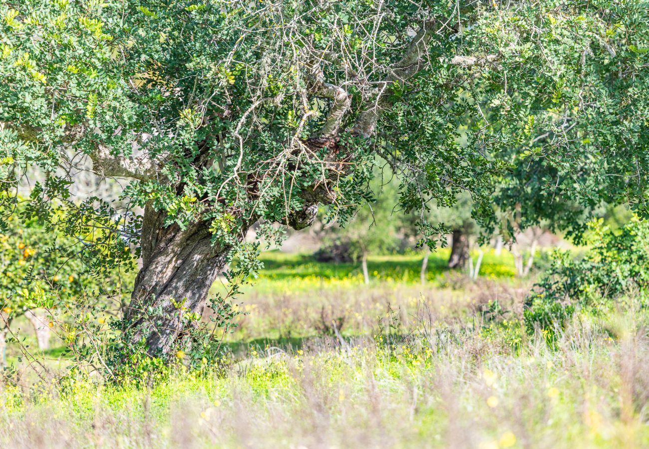 Ferienhaus in Felanitx - Finca Binifarda by Mallorca House Rent